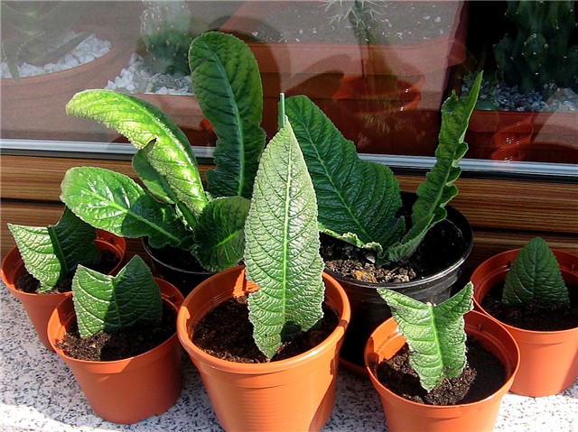 Streptocarpus